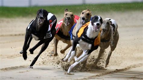 rpg bet,racing greyhound